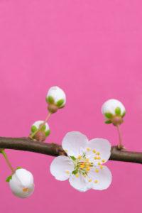 Cherry blossom (plum blossom)